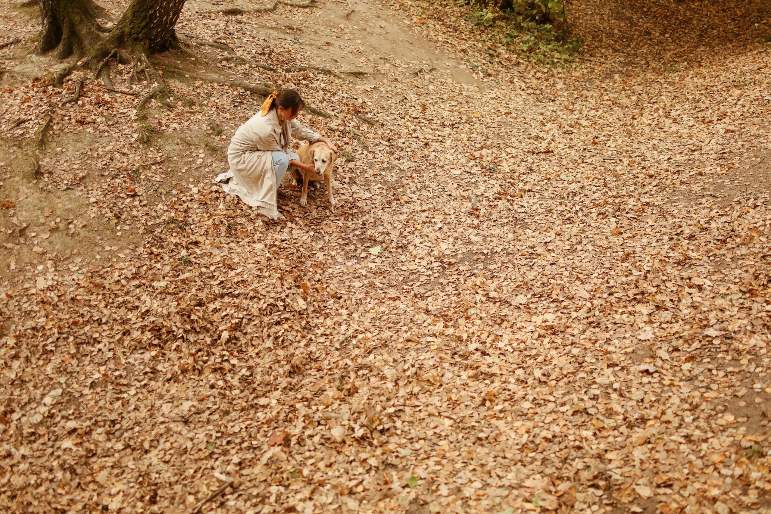 luxury dog boarding amenities The Woodlands - A woman kneels beside her dog on a bed of autumn leaves in a serene outdoor setting.
