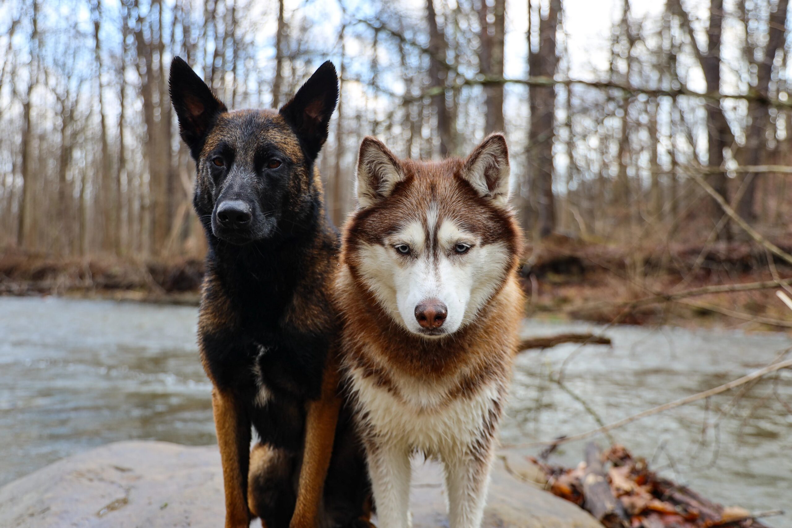 emergency dog boarding The Woodlands - A German Shepherd and Siberian Husky stand on a rock in a woodland river scene.