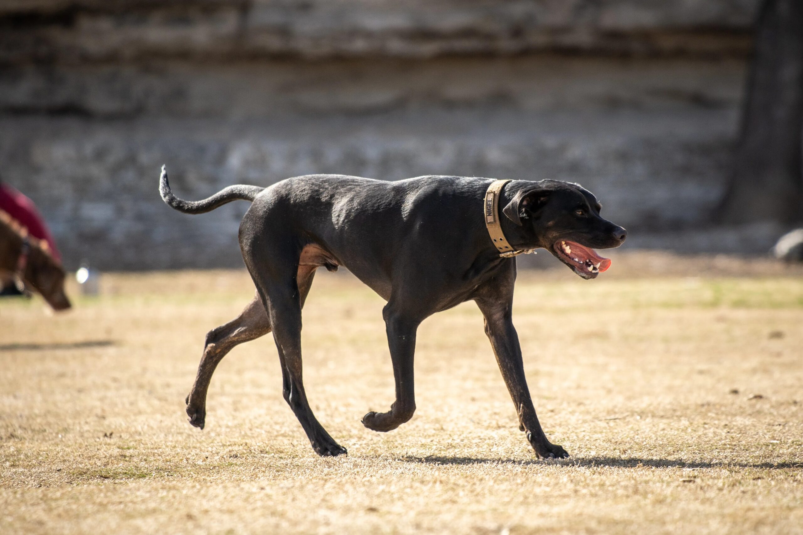 dog boarding spring texas
