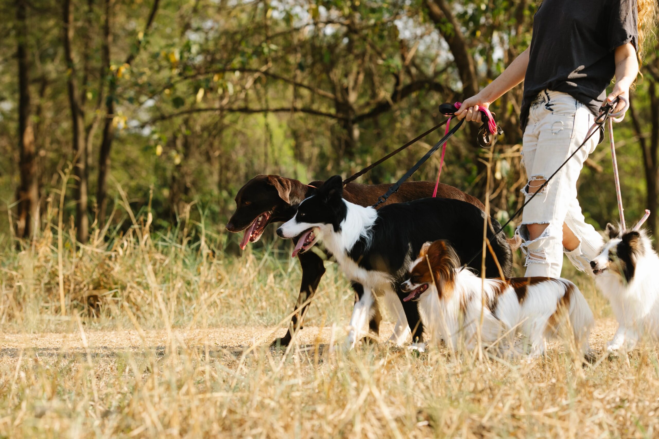 dog board and train - A dog walker leads a group of dogs on leashes through a sunny park trail.