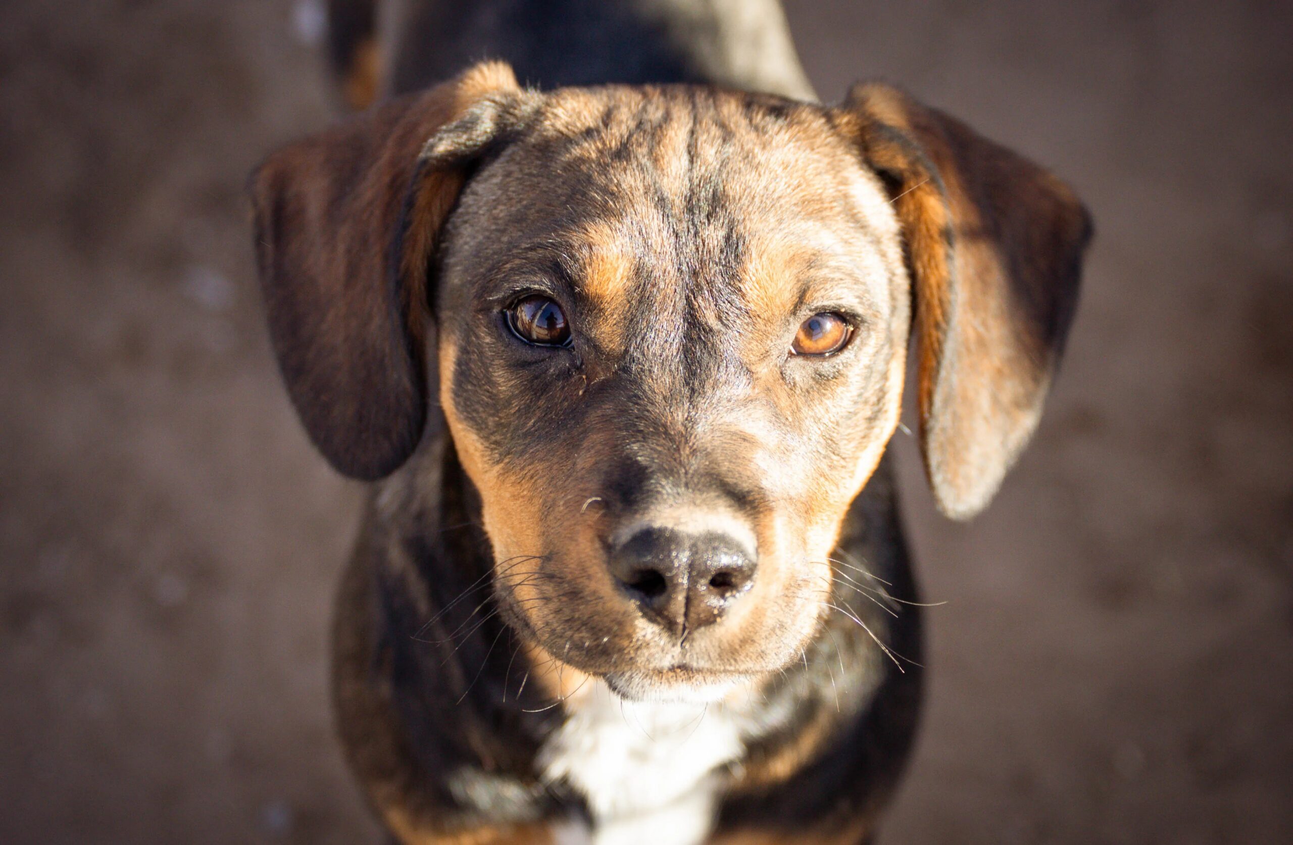 what to look for in a dog daycare facility - A heartwarming close-up of a cute mixed breed dog staring directly at the camera.
