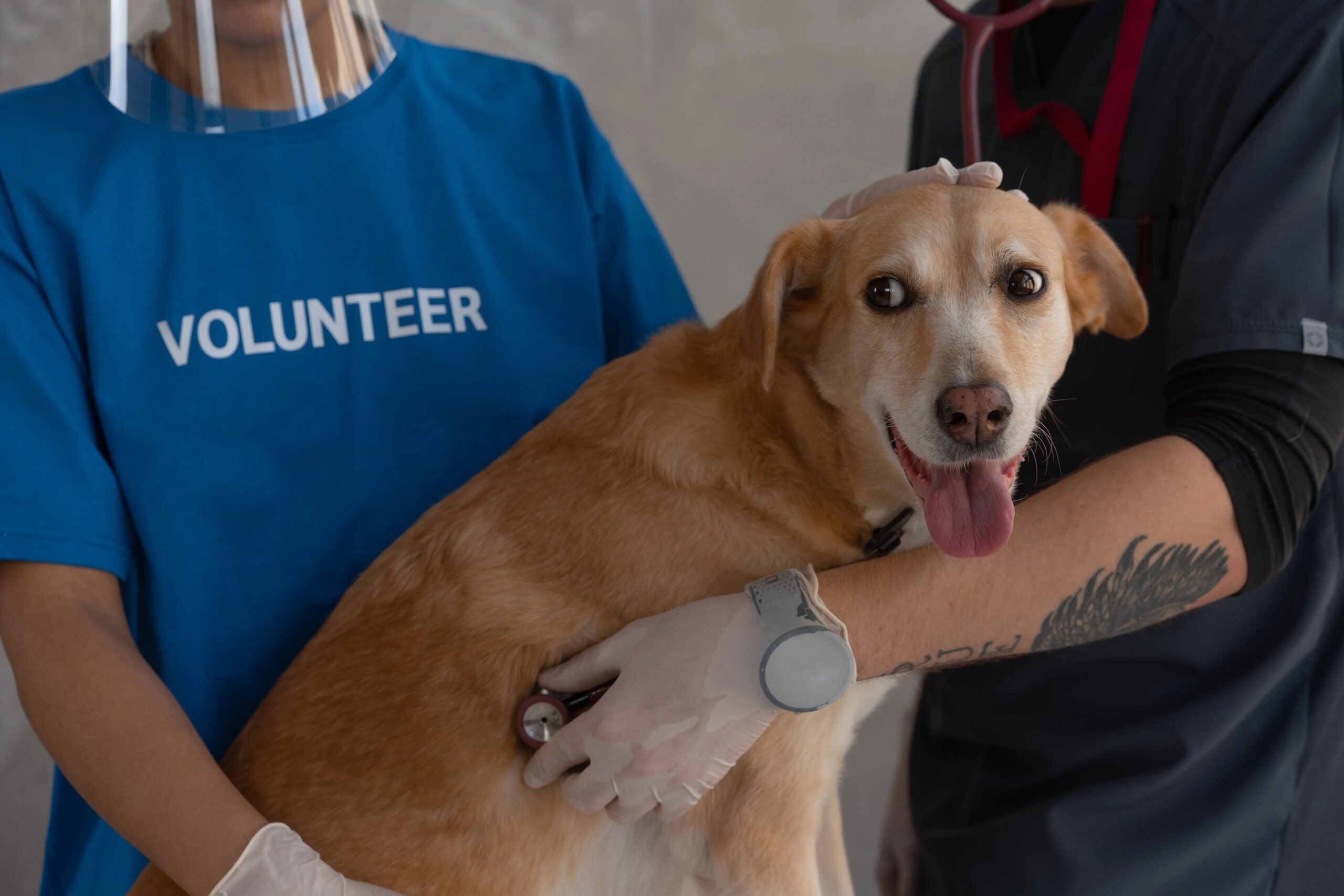 full service dog care The Woodlands - A veterinarian and volunteer examine a happy dog with a stethoscope.