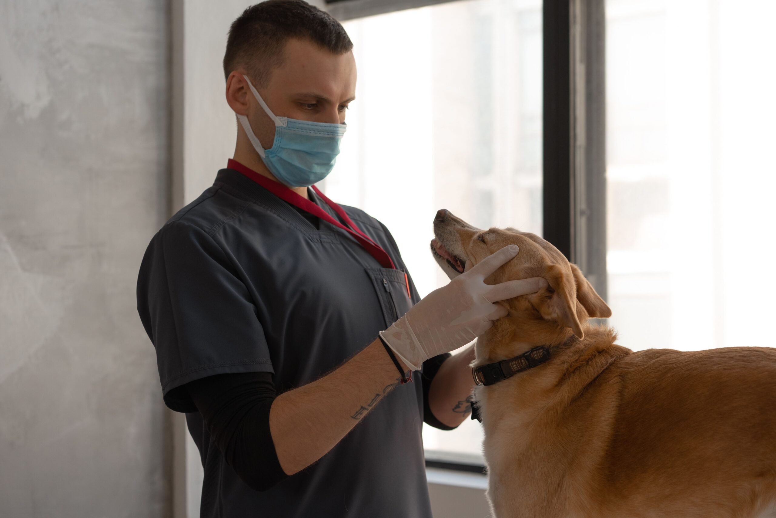what to look for in a dog daycare facility - A veterinarian wearing a mask examines a dog indoors, focusing on patient care.