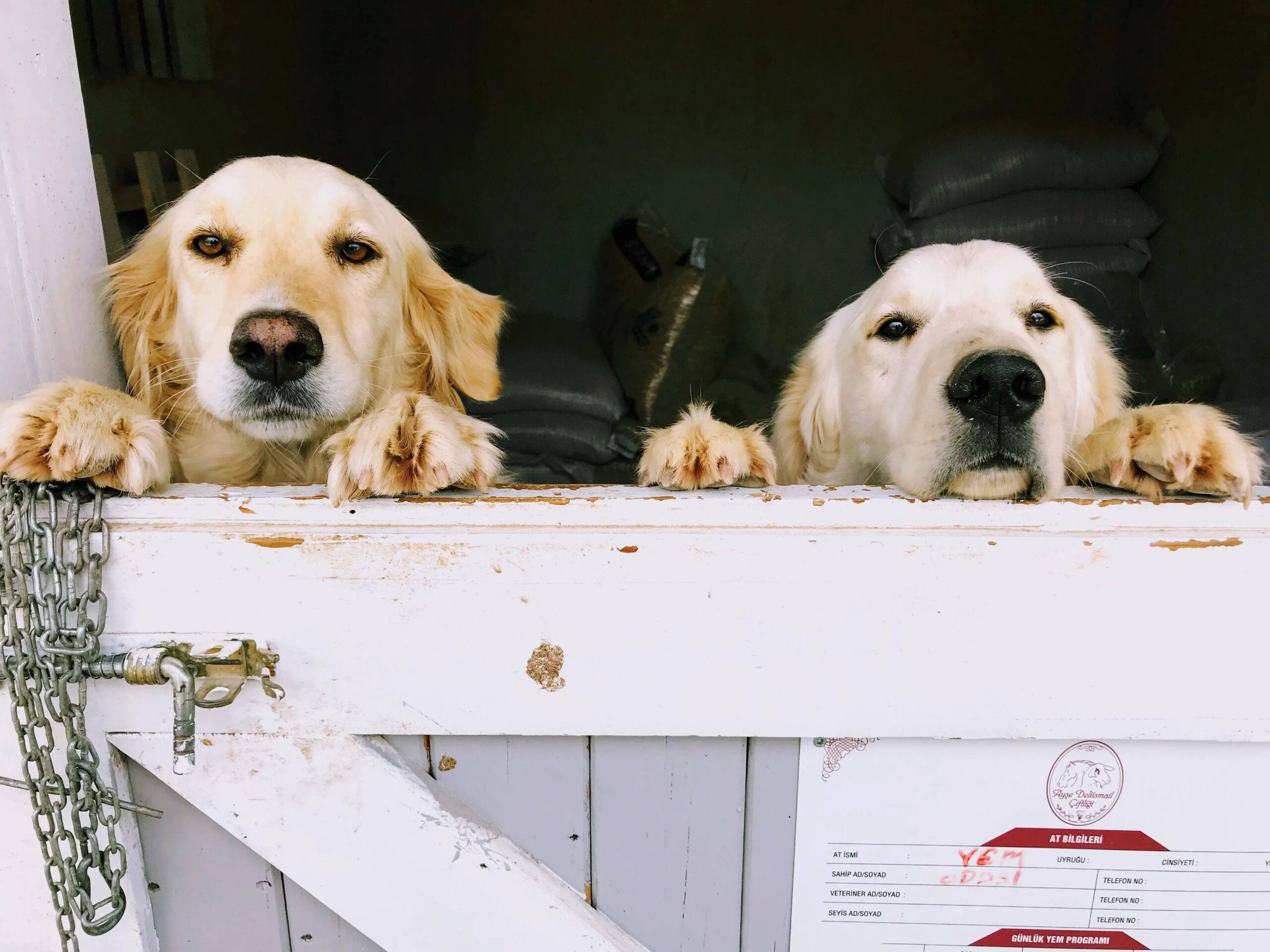 dog daycare spring tx