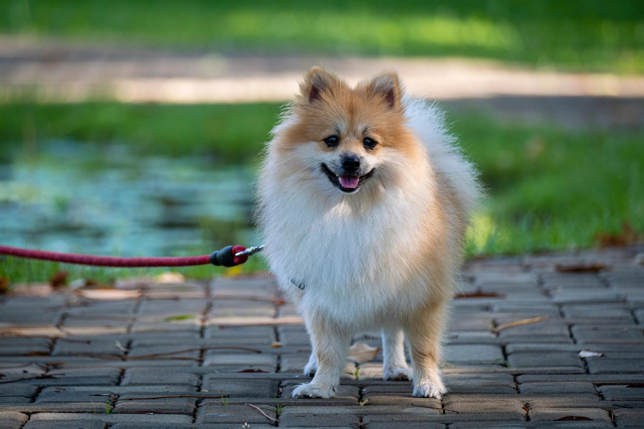 positive reinforcement dog training methods - Cute Pomeranian dog on a leash enjoying a sunny day outdoors on a stone pathway.