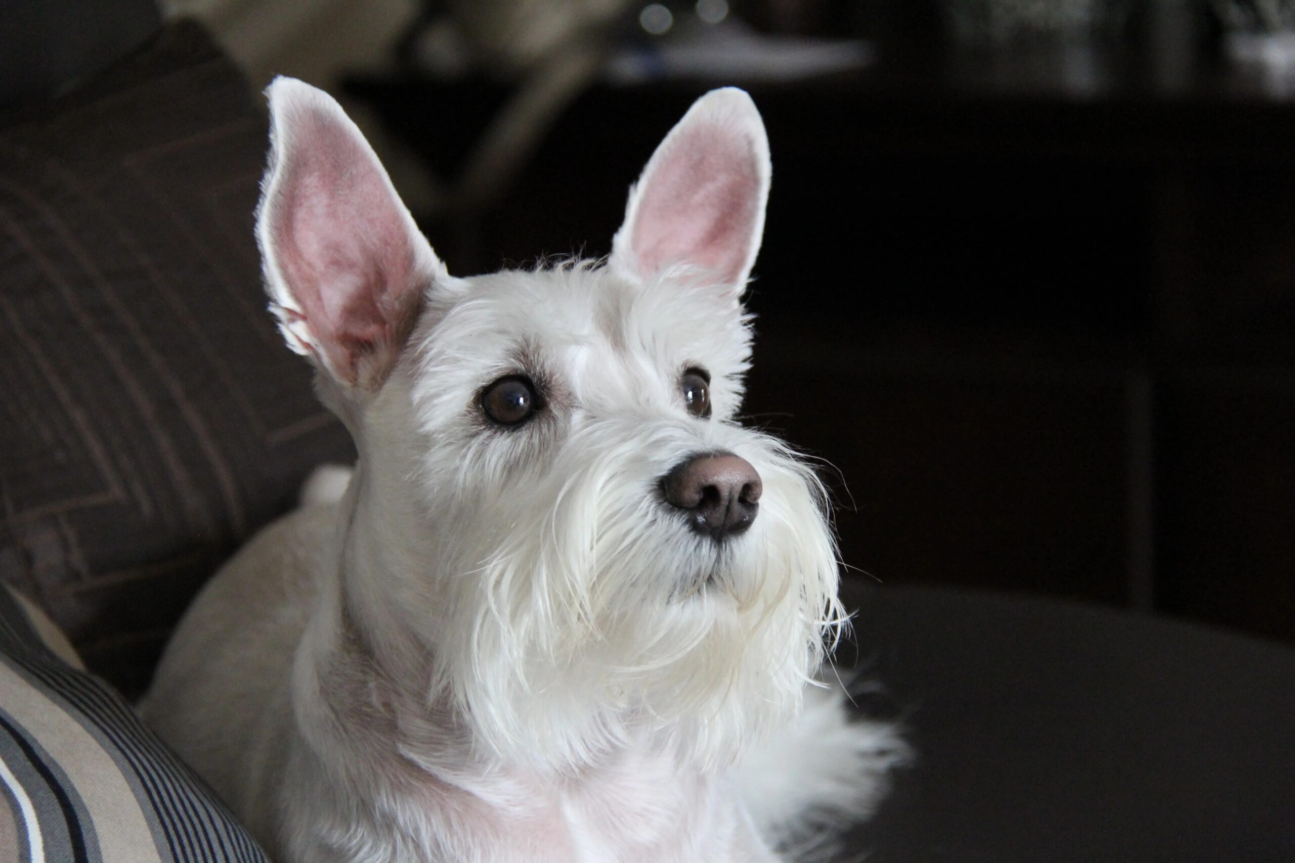 dog daycare spring tx