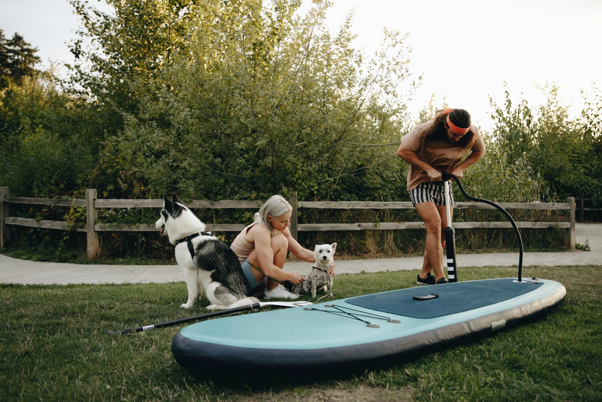boarding for dogs