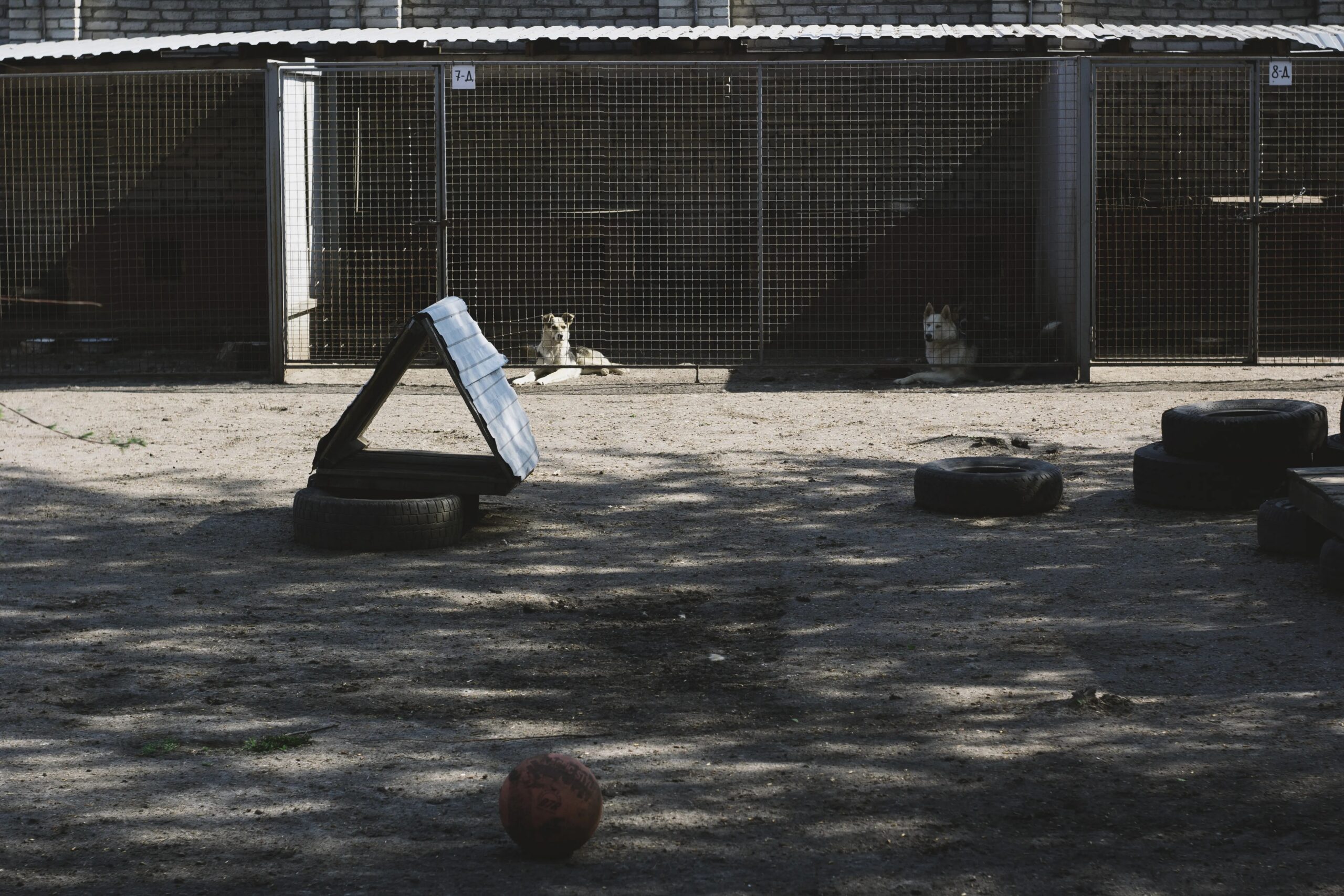 dog kennels spring