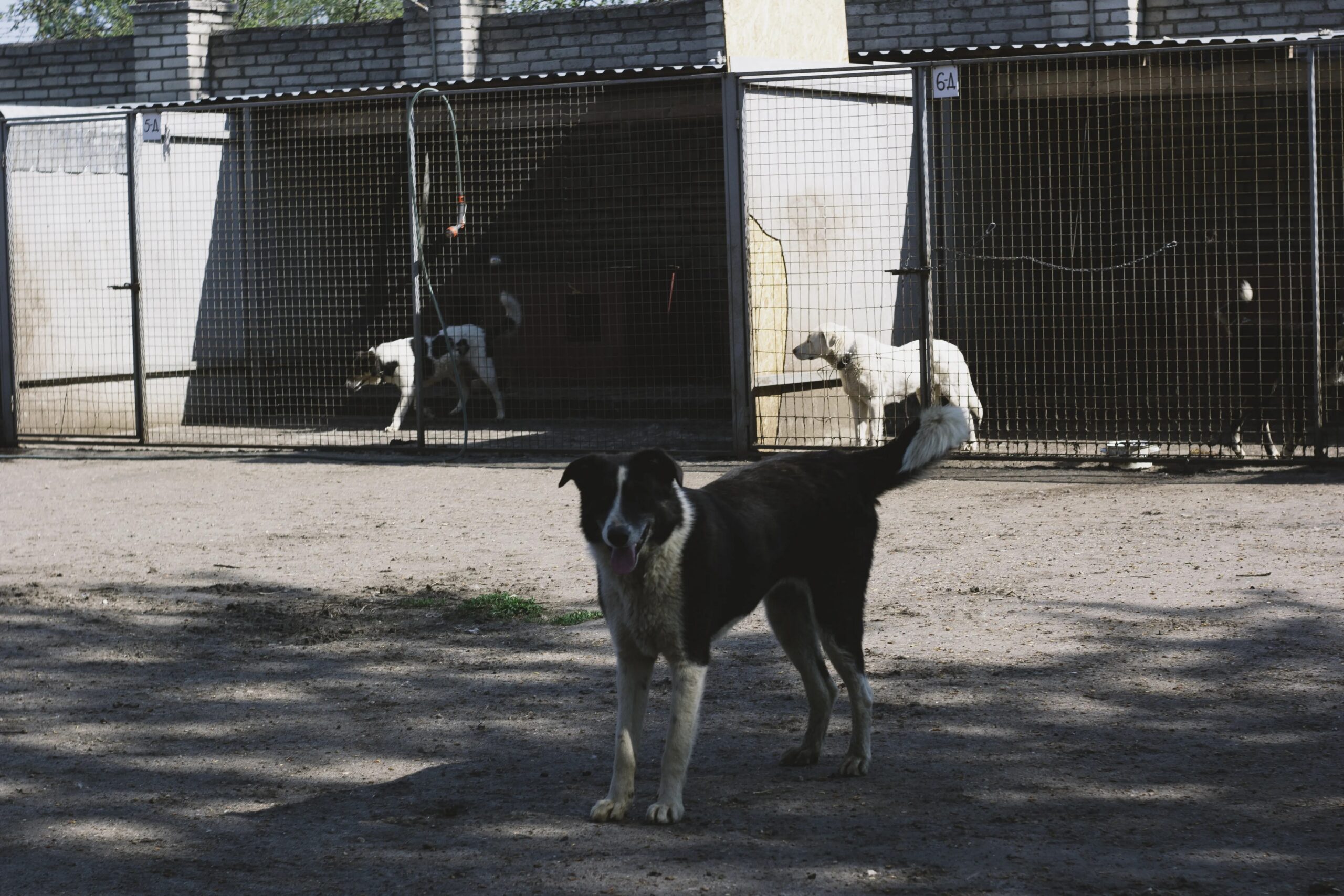 dog kennel spring tx