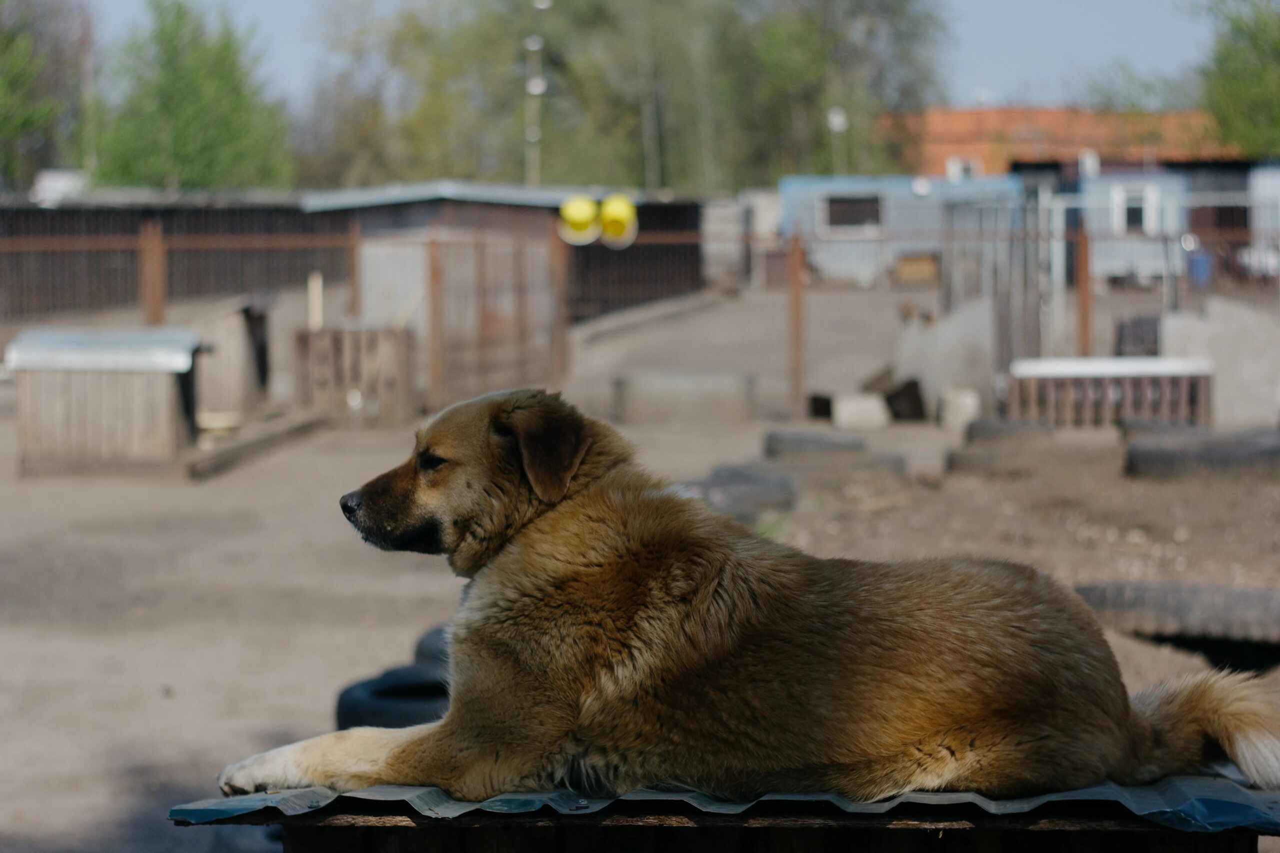 dog kennels spring