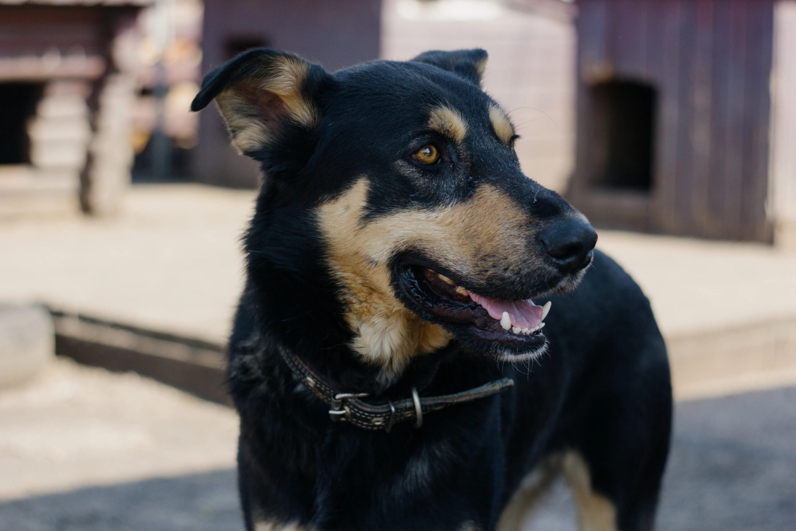 dog daycare spring