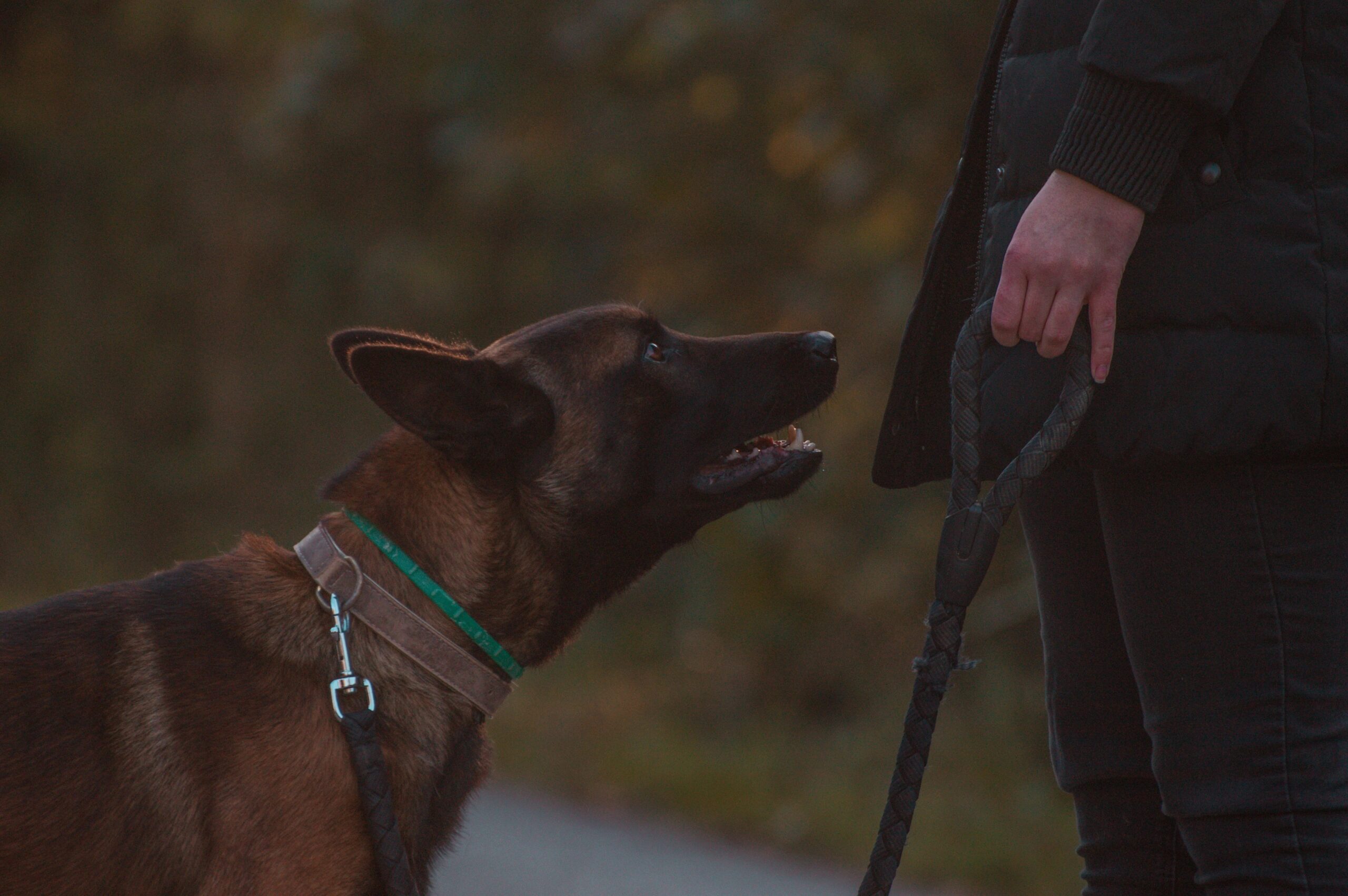 how much exercise does my dog need daily - A Belgian Malinois dog on a leash interacting with its owner during a walk.