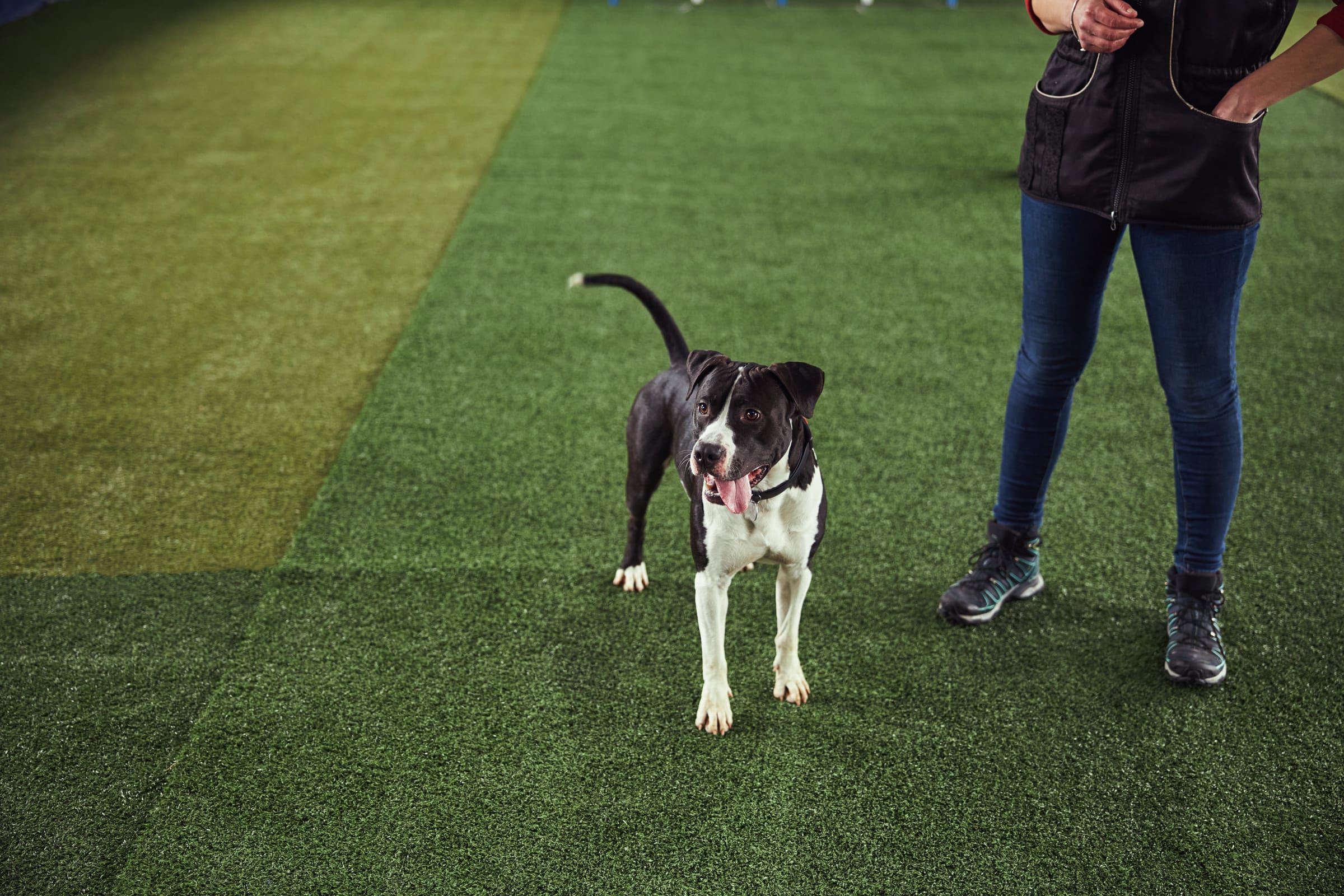Dog Training at K9 Clubhouse