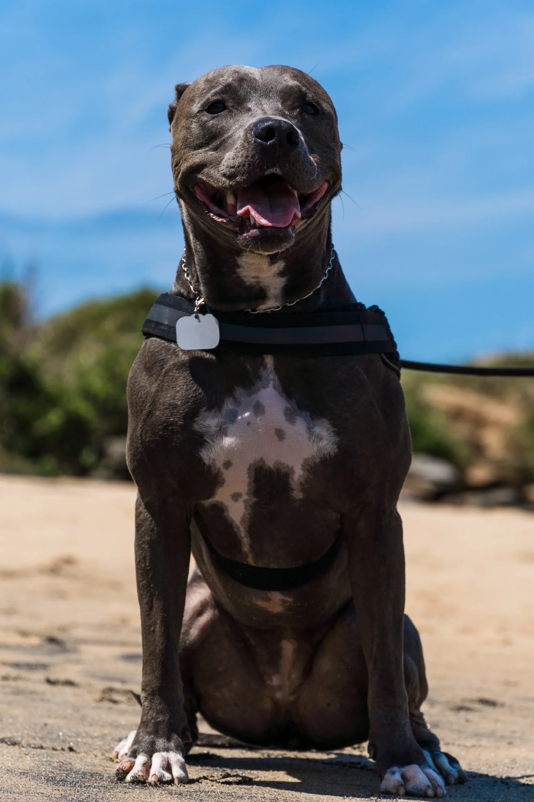 Dog Daycare at K9 Clubhouse