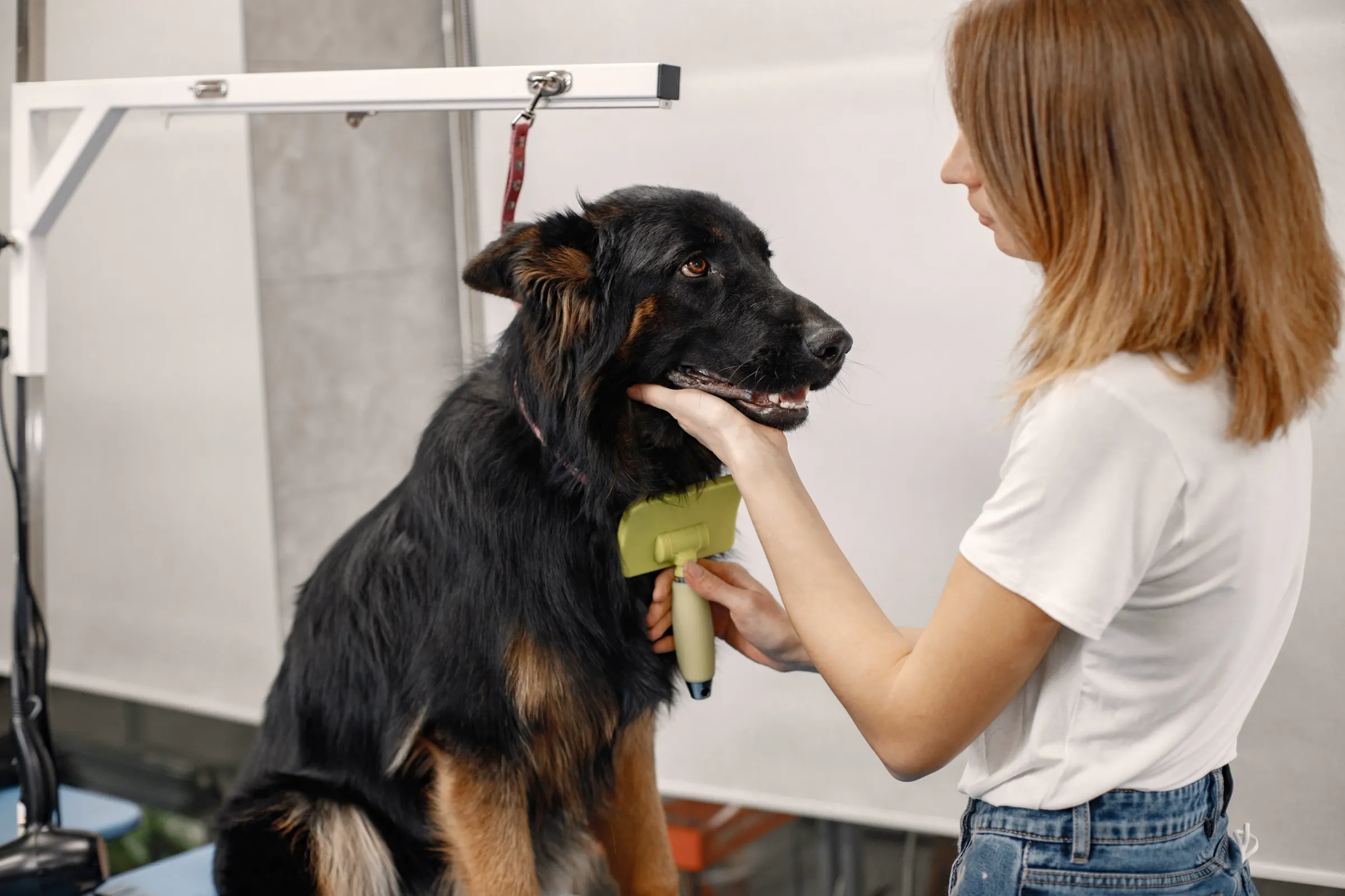 Dog Grooming at K9 Clubhouse