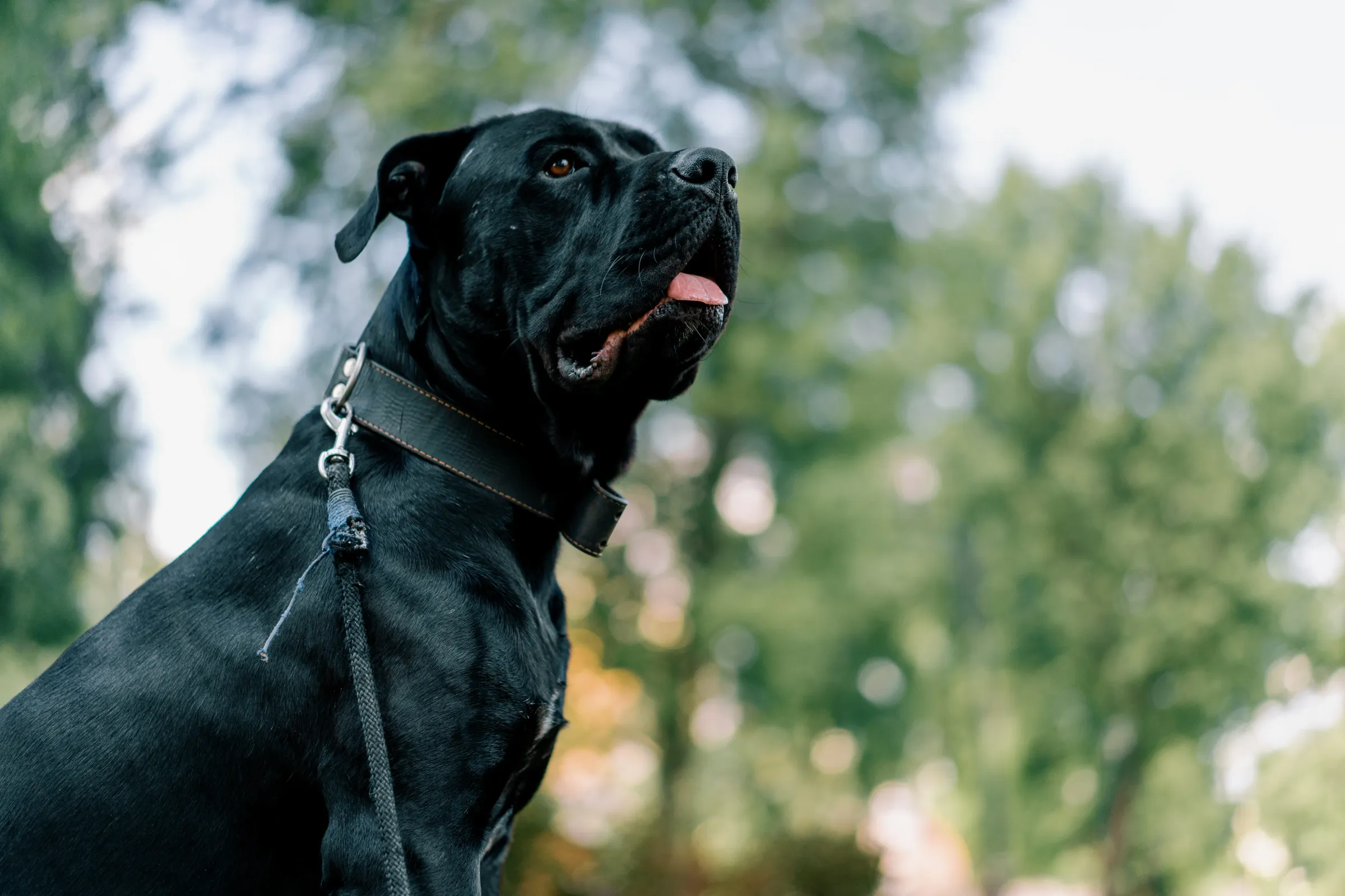 Dog Daycare at K9 Clubhouse
